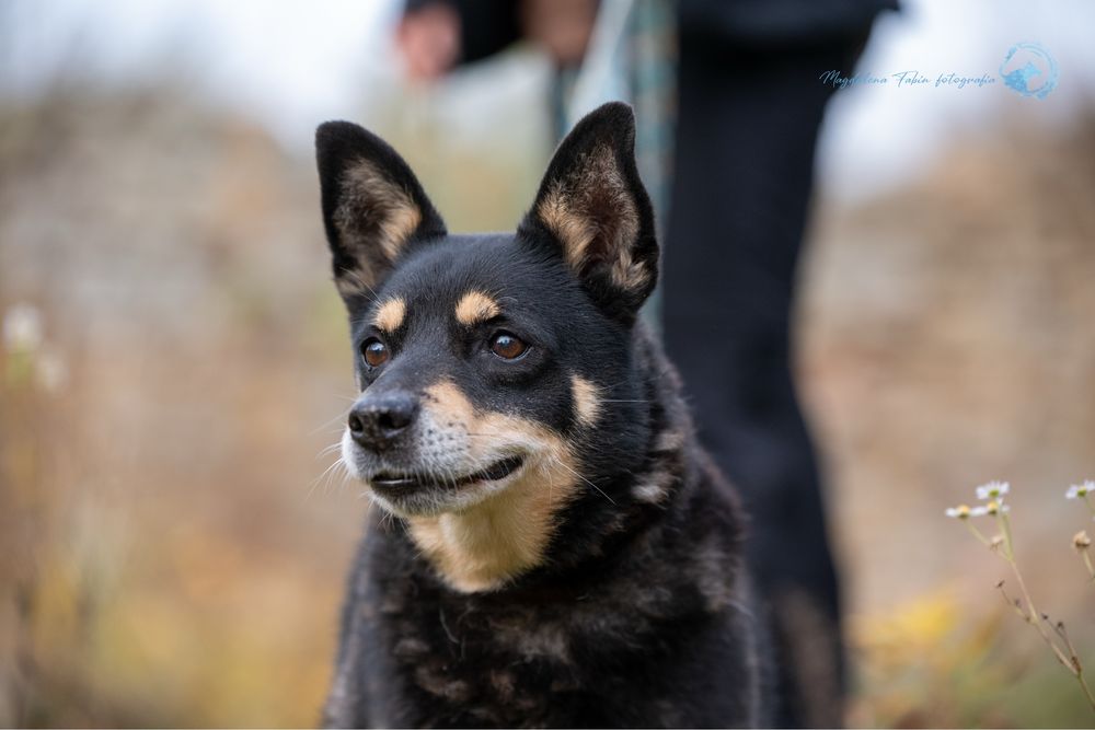 Mały, uroczy, starszy, czarny kundelek przypominający rasę Shiba Inu.