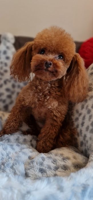 Mini Maltipoo po czerwonym tea cup .