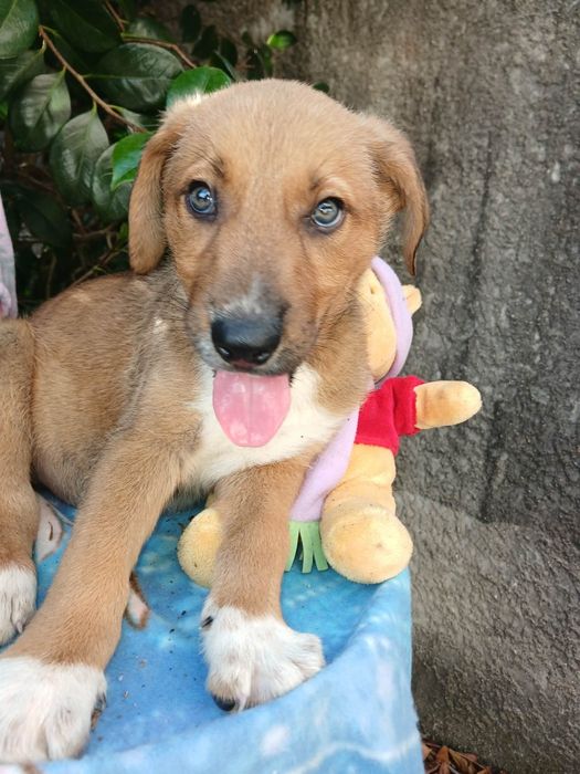 Tomy para adoção muito responsável
