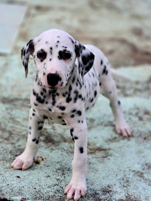 Dalmata Fêmea Pronta para nova familia