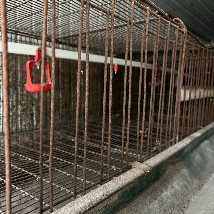 Клітка для вирощування курчат. Самовивіз!