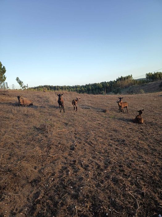 cabras alpinas pardas francesas puras