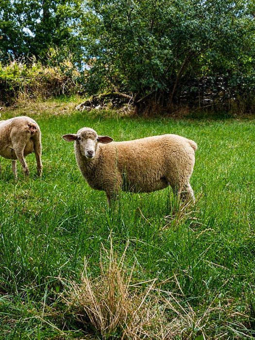 BORREGA Merino alemão