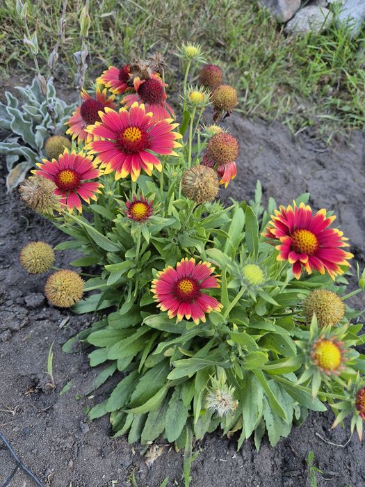 Kwiaty liatra kłosowa, gailardie, rudbekia