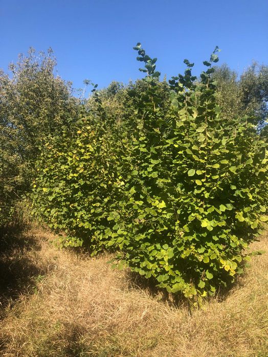 продаж будинку 50км від Києва