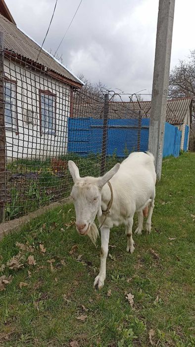 Продам коз та козинят