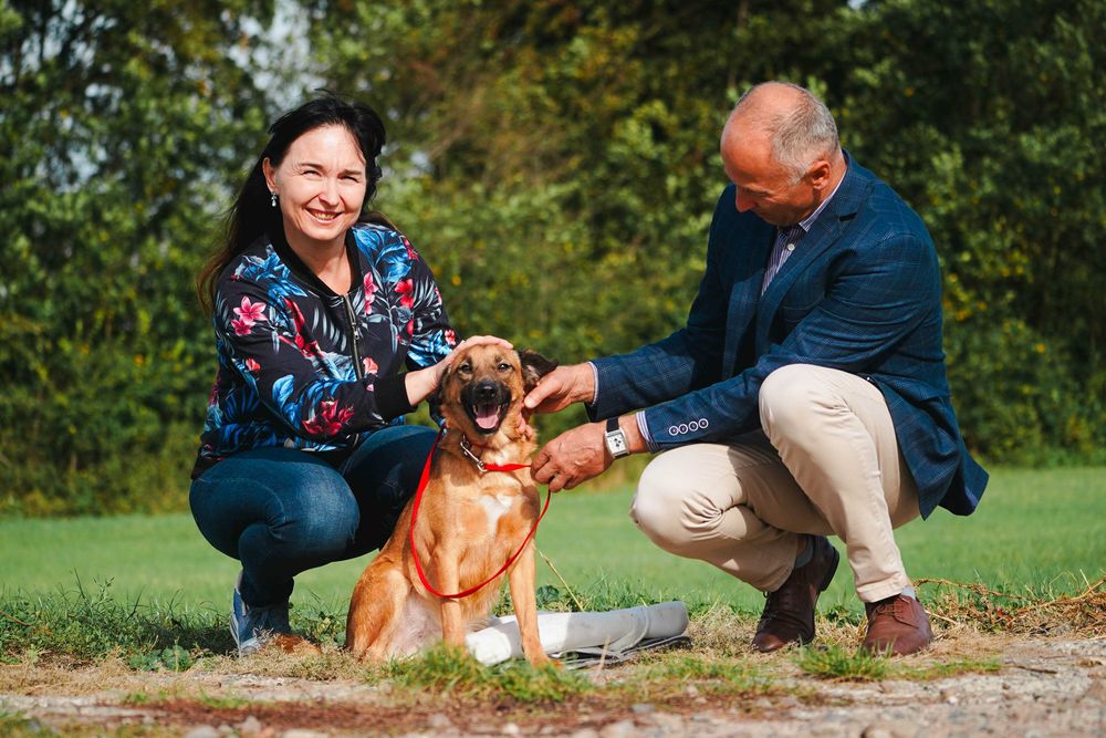 Reksio - uroczy , niewielki kundelek szuka domu