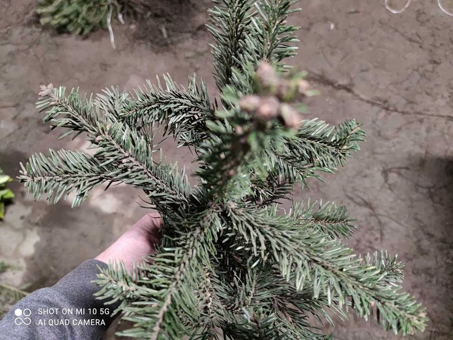 Jodła kaukaska sadzonki 40 cm - 60 cm