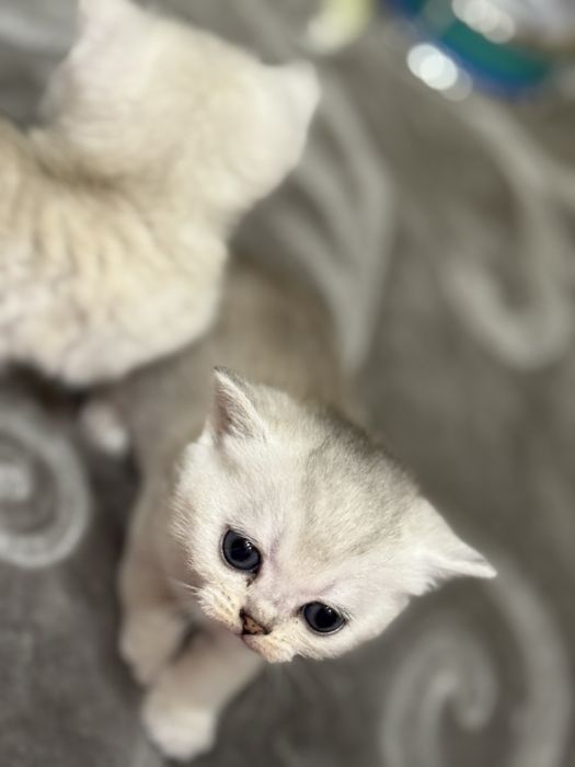Продам котят Британская шиншилла