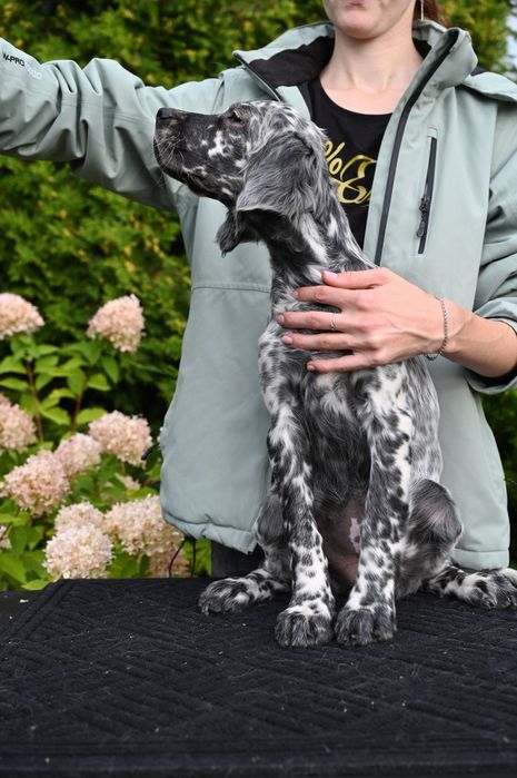 Англійський сетер