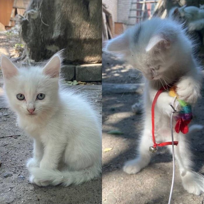 Котики шукають дім