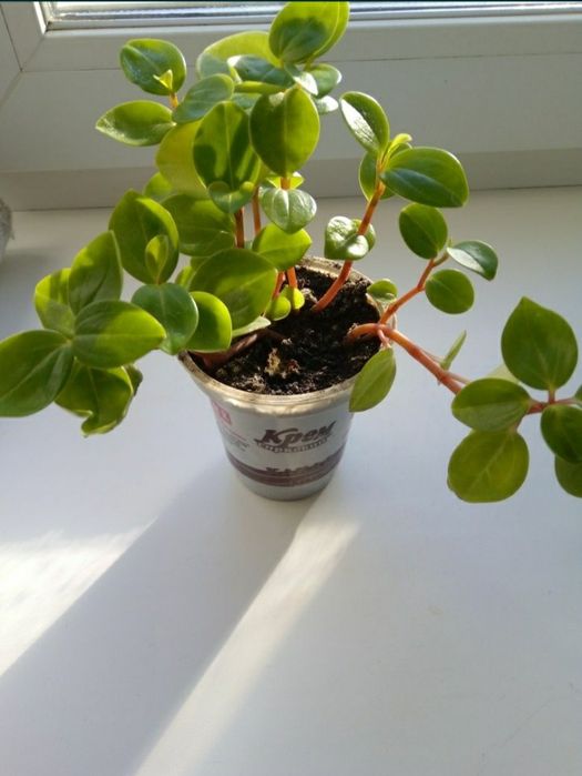 Цветок пеперомия суккуленты