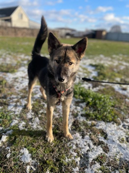 Suri sunia do adopcji