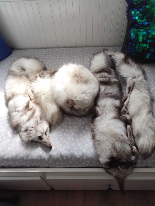 Czapka z lisa białego