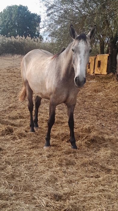 Poldra baia  com 3anos 1,70