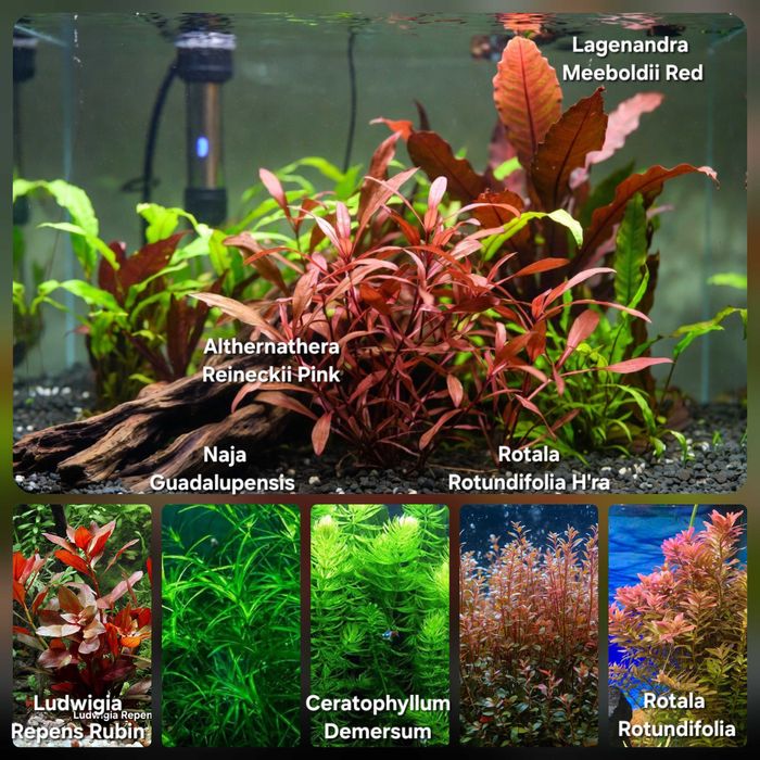 Pack Plantas Aquário - Faça o seu Pack
