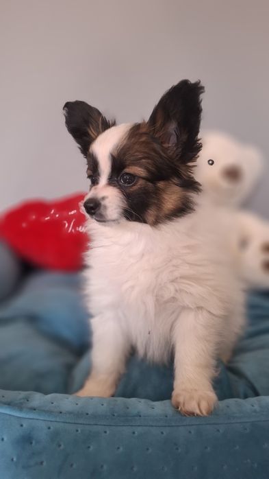 Piesek SOLO Spaniel Papilon Miniaturowy 10 tygodni