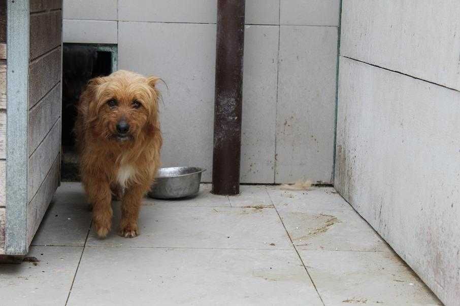 088992 Marcel do adopcji