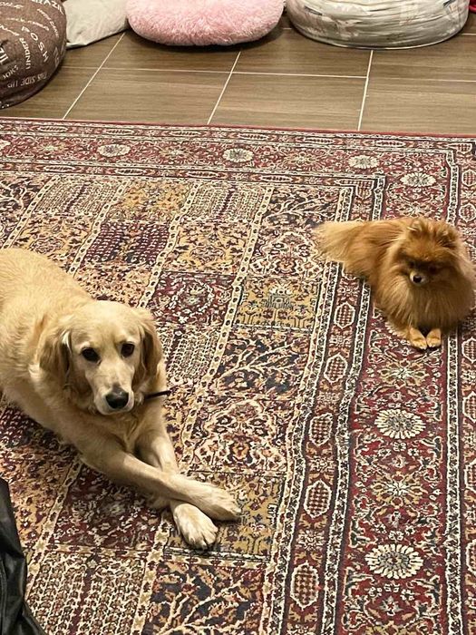 Передержка зоо гостиница для животных