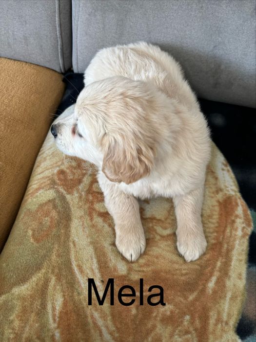Piekna sunia golden retriever do odbioru