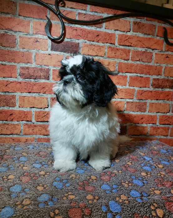 Shih-tzu chlopak