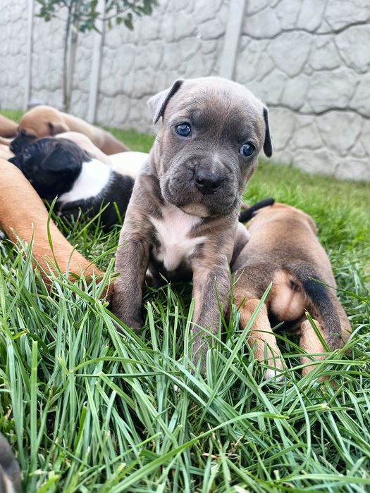American Staffordshire Terrier Blue rodowód