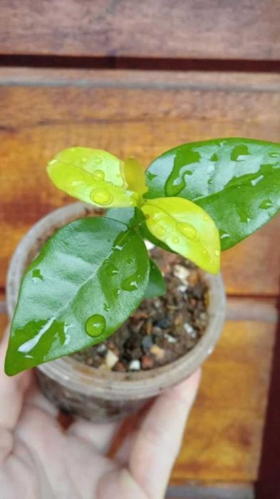 Vende se Mudas de pitanga