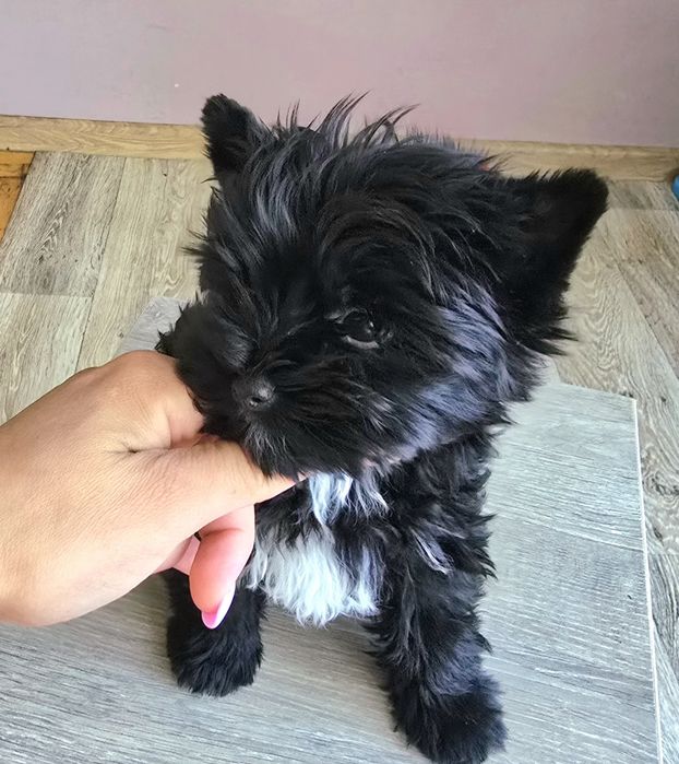 Yorshire terrier piesek