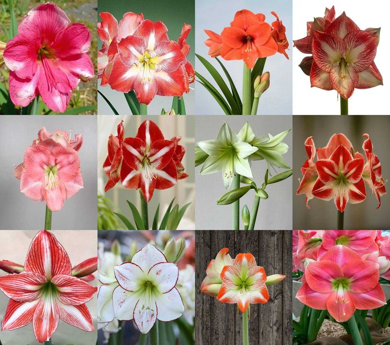 Amarylis hippeastrum zwartnica 12 cebulek za 192 zł