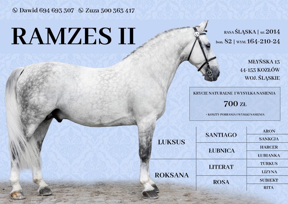 Stanówka Ogier śląski Ramzes II