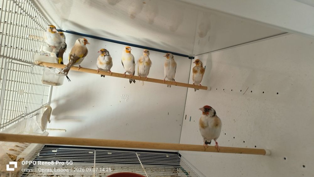 Carduelis major clássicos e portadores