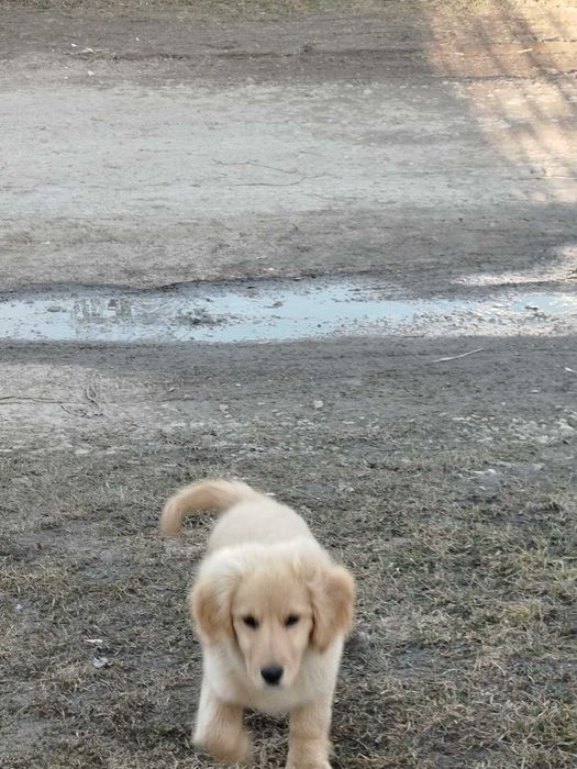 Дівчинка цуценя безкоштовно