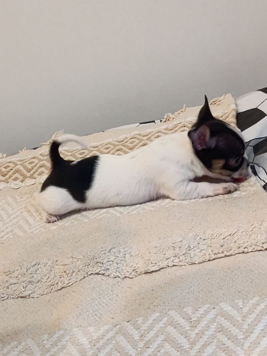 Rezerwacja. Chihuahua XS  piesek  „ Dolar "