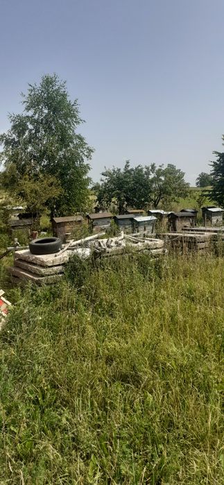 Ule likwidacja pasieki ,