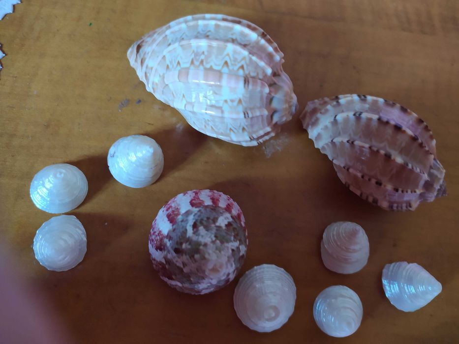 аквариум декор раковины морские разные