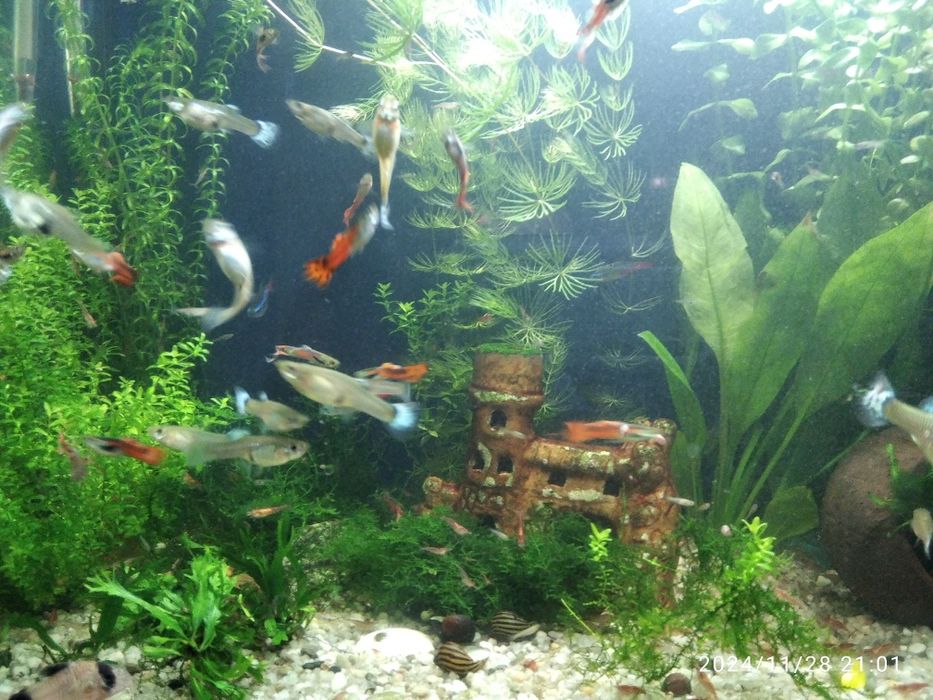 Gupiki pawie oczka 2.50zł parka