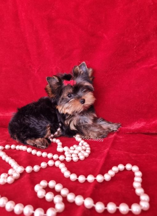 Йорки крошки беби-фейс