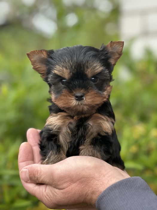 Мікро хлопчик для обожнювання