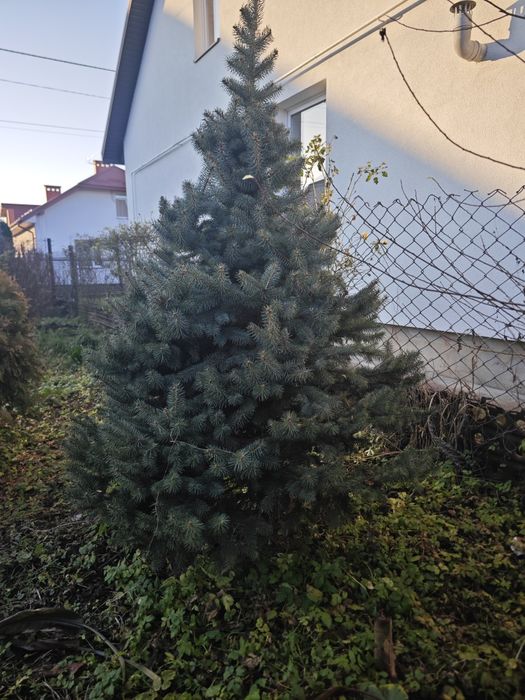 Ялинка голуба 2м, густа, формована