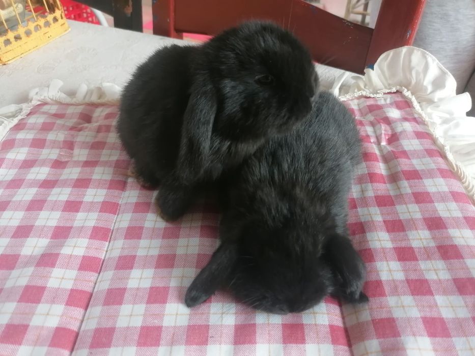 Coelhinhos anões mini lop (orelhudos)