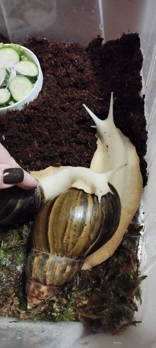 Равлики великі Ахатин Улитка