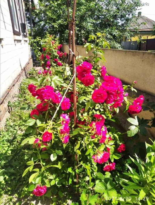 Дом в Пирятині, Полтавська обл