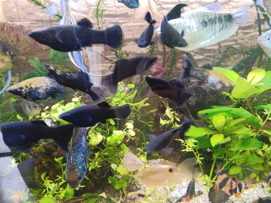 Molinezje srebrne i czarne 2-3 cm