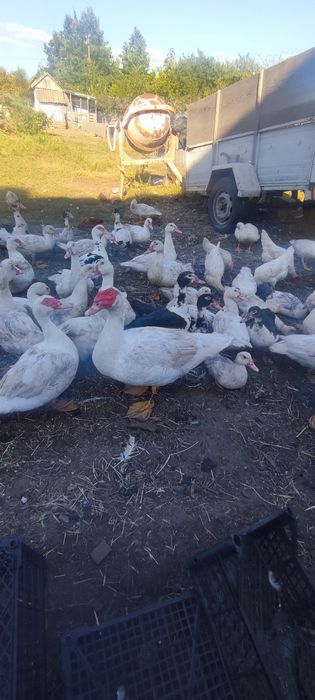 Продам мускусних качок!