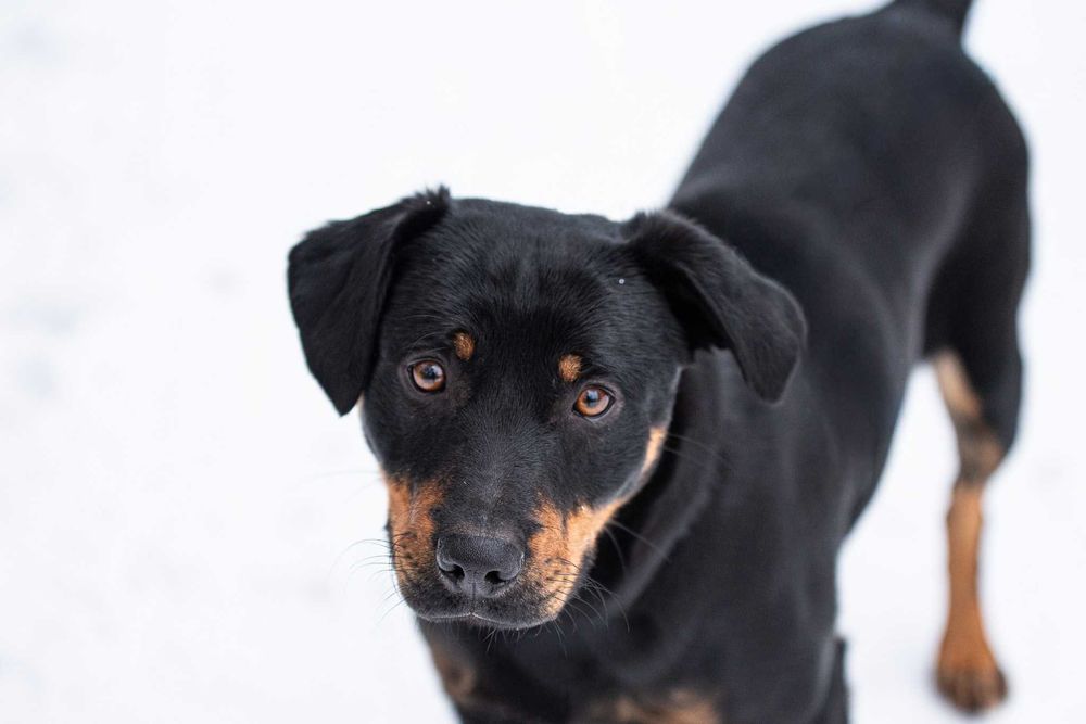 Corly: uległy i pozytywny przytulas