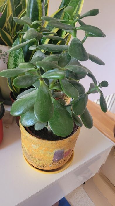 Duże drzewko szczescia