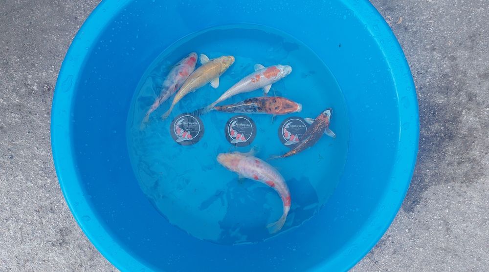 Carpas koi japonesas