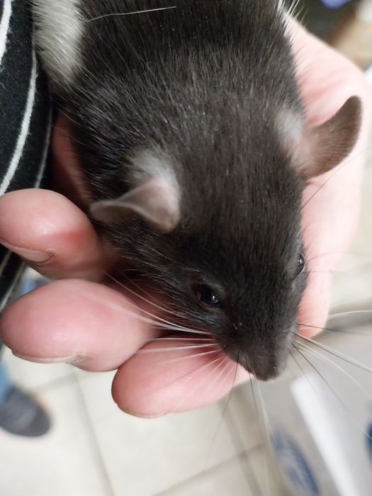 Szczurki,  szczury dziewczyny ur.03.01.26