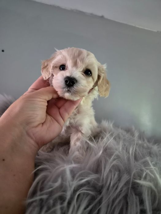 Malenki piesek maltipoo