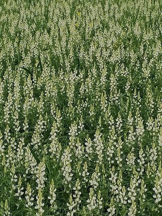 Łubin słodki biały "Rumba"